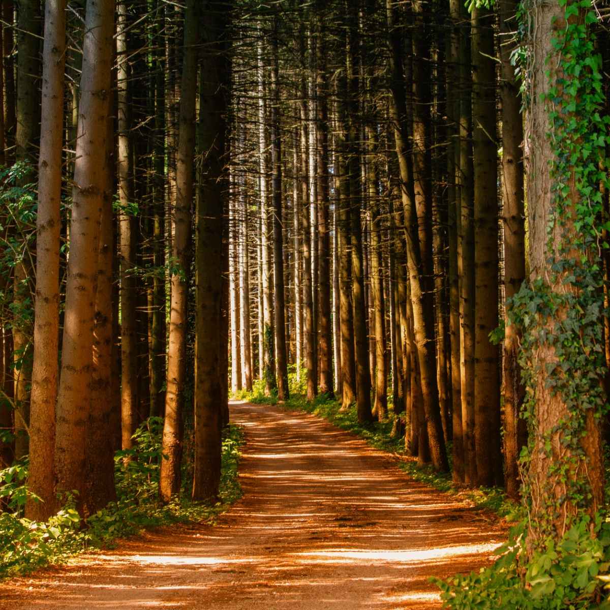 Guided Nature Healing&nbsp;Walk